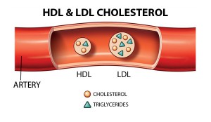 LDL and HDL cholesterol